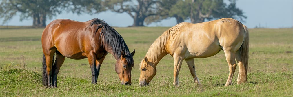 Illustration — séance de biorésonance équine (mise en scène)